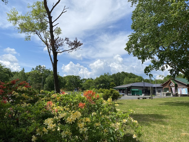 早坂高原の写真。敷地には木々や花がある。