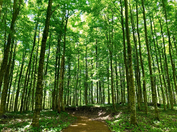 森林の中では、一面が緑に覆われる