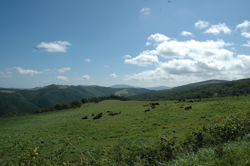 早坂高原で放牧された牛の群れが草を食べている