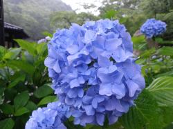 09.07.13-ajisai