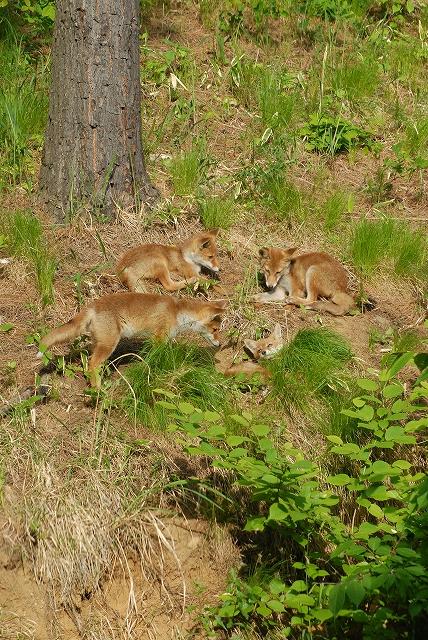 kitsunne-DSC_0144