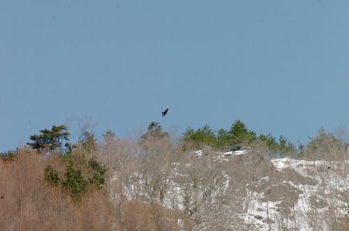 inuwashi-D2H_2930