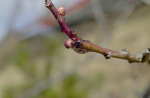 ume-DSC_0006