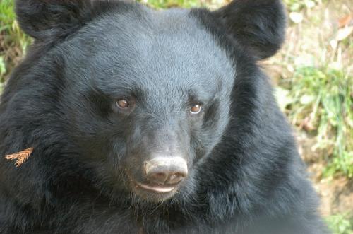 kuma