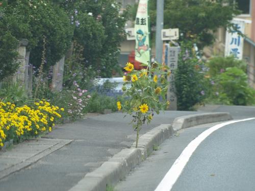 s-P9030818