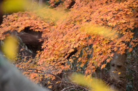 DSC_7891