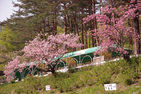 八重桜