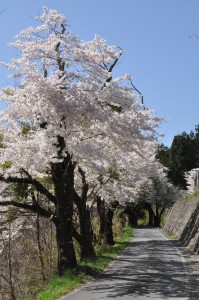 浅内小学校下の桜並木